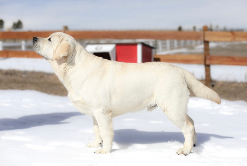 Upcoming Litters — Heatherdowns Labradors, Ltd